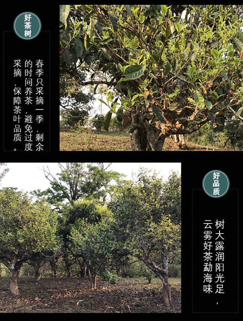 云南茶叶直销普洱茶生茶散茶头春古树大叶种晒青毛料