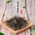 厂家直销云南普洱茶宫廷普洱散茶陈年普洱生茶500g袋