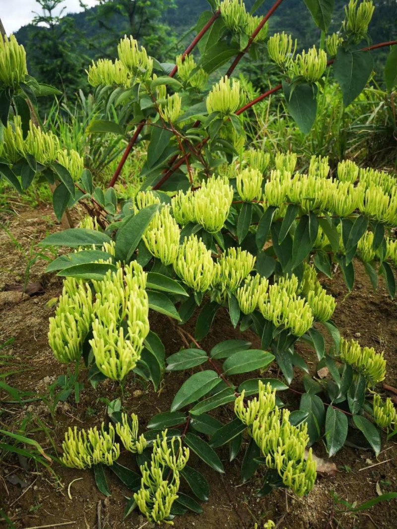 湘蕾5号花王，抗病能力强，产量高，提供成植技术包回收