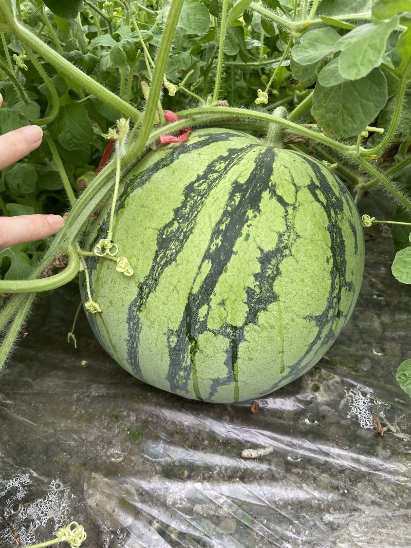 一茬西瓜🍉