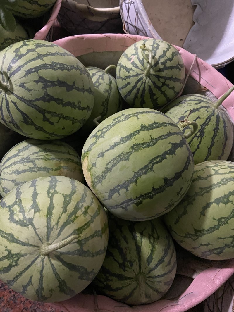 一茬西瓜🍉