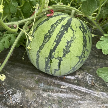 一茬西瓜🍉