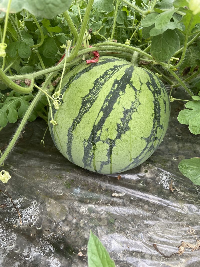 一茬西瓜🍉