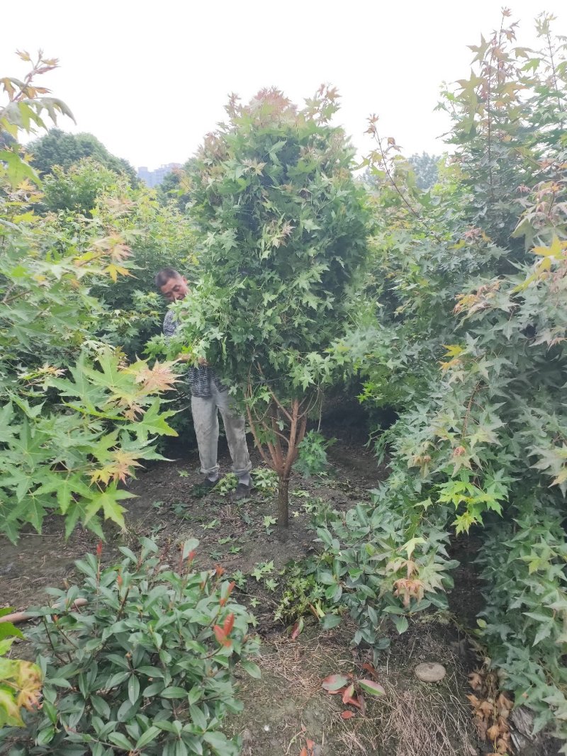 温江枫锦园林出售，元宝枫，丛生元宝枫，低分枝元宝枫