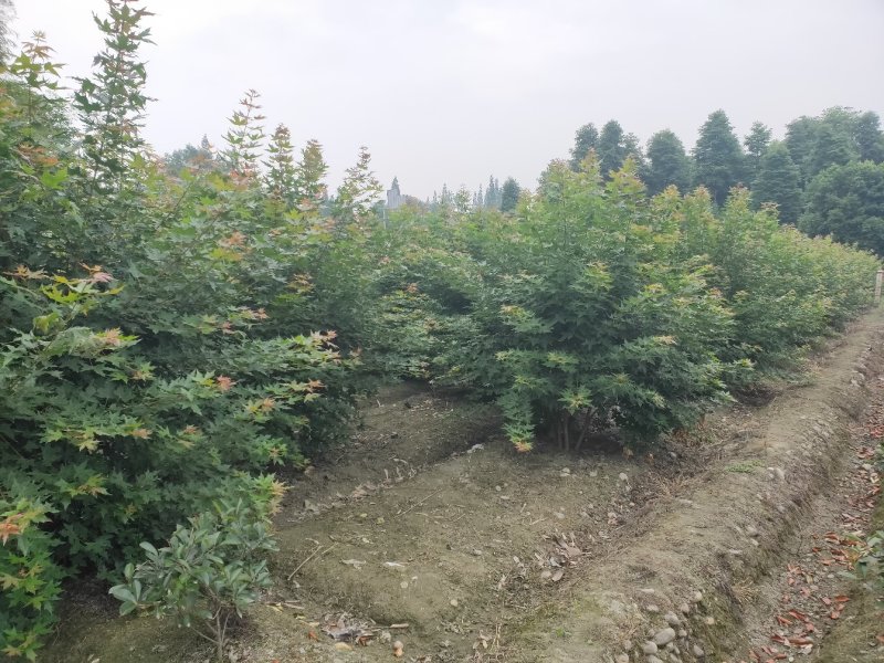温江枫锦园林出售，元宝枫，丛生元宝枫，低分枝元宝枫
