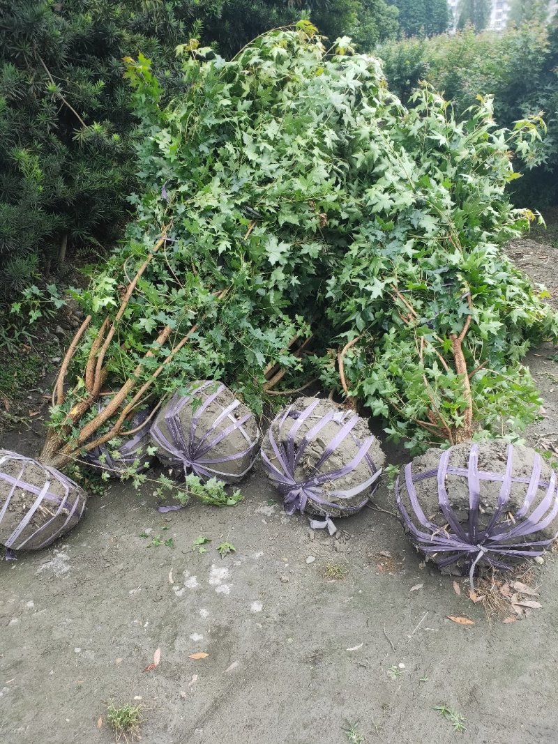 温江枫锦园林出售，元宝枫，丛生元宝枫，低分枝元宝枫