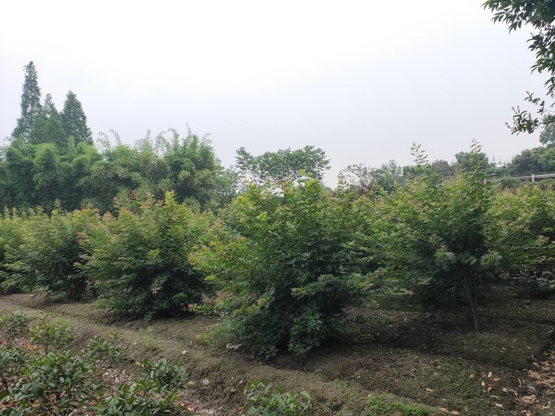 温江枫锦园林出售，元宝枫，丛生元宝枫，低分枝元宝枫