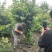 温江枫锦园林出售，元宝枫，丛生元宝枫，低分枝元宝枫