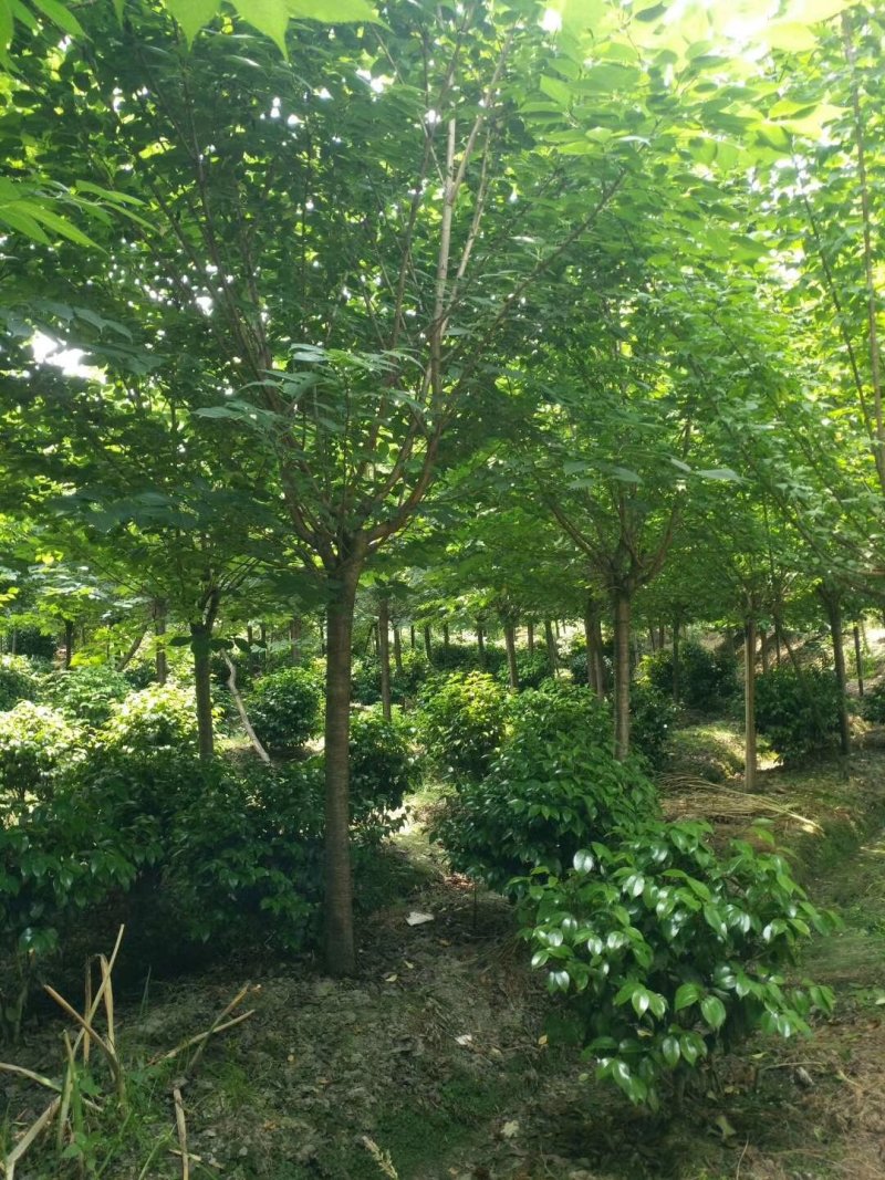 温江枫锦园林场出售成都日本晚樱，早樱6/15公分，