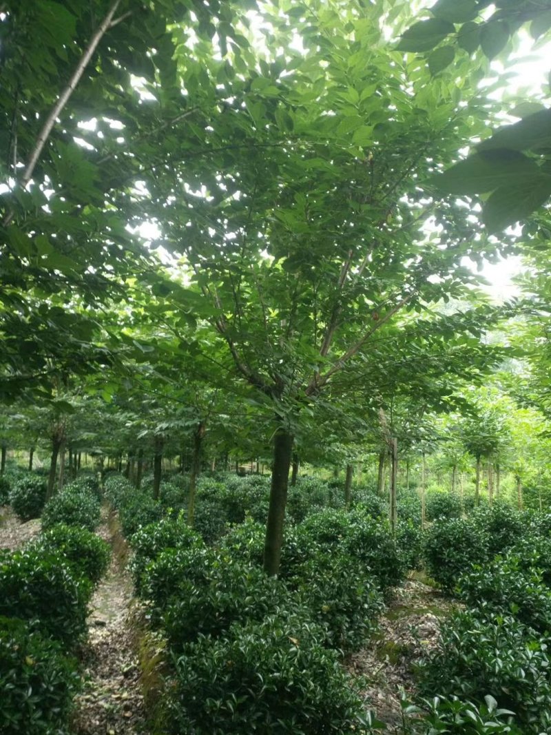 温江枫锦园林场出售成都日本晚樱，早樱6/15公分，