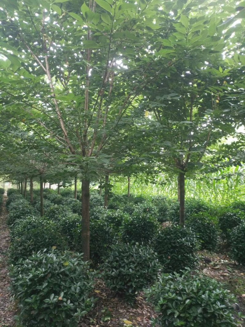 温江枫锦园林场出售成都日本晚樱，早樱6/15公分，
