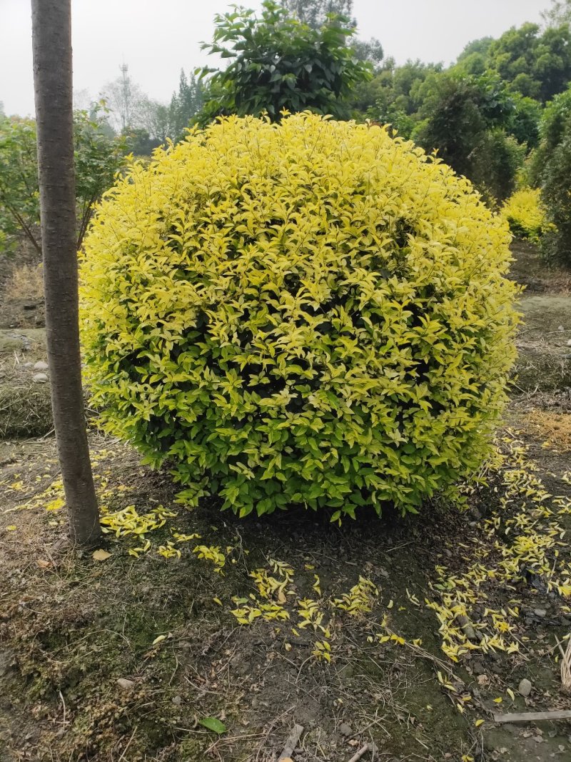 金禾女贞球，春天是金黄色的，到了夏天变绿，嫩芽是黄色的