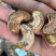 皇家越南进口腰果大量到货门店引流好产品