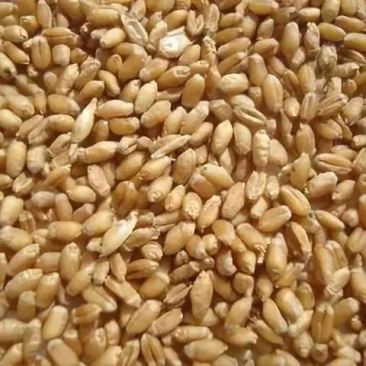 小麦