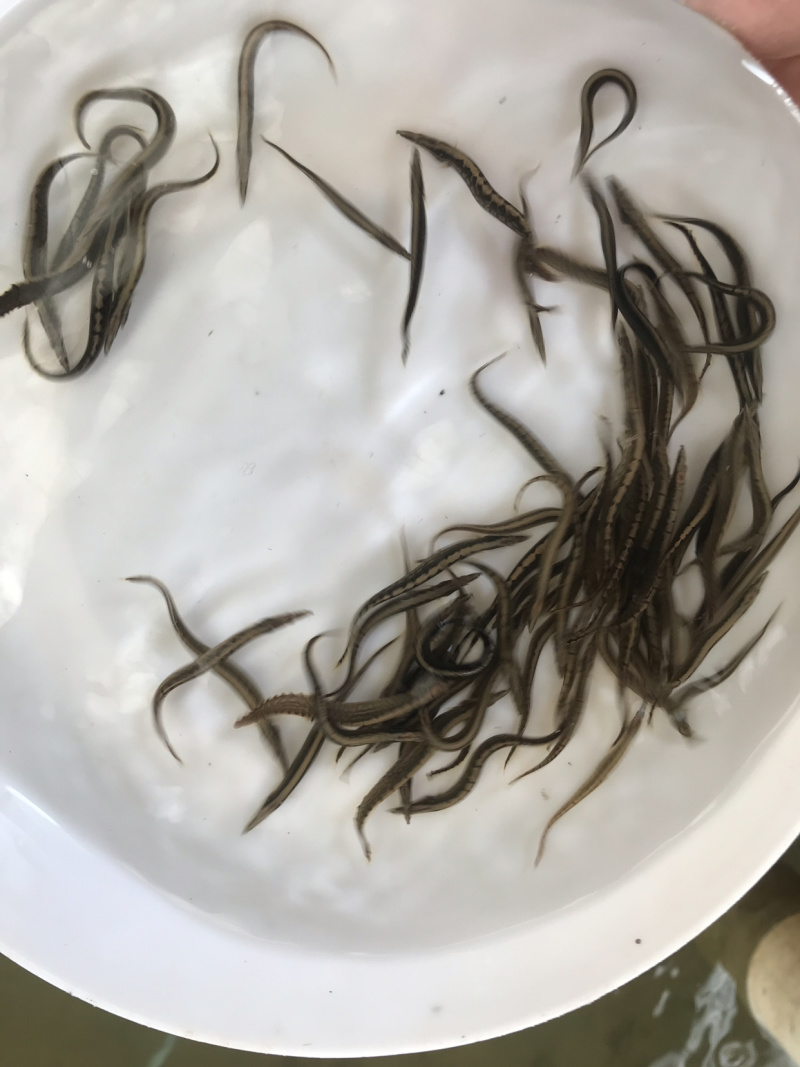 广东优质剌鳅鱼苗芝麻钜鱼苗刀鳅鱼苗石锥鱼苗钢鳅鱼苗