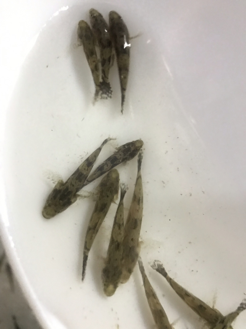 广东笋壳鱼苗竹壳鱼苗沙塘鳢鱼苗泰笋鱼苗杂交笋壳鱼苗