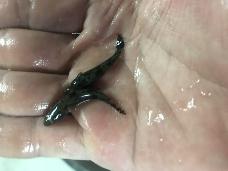 广东笋壳鱼苗竹壳鱼苗沙塘鳢鱼苗泰笋鱼苗杂交笋壳鱼苗
