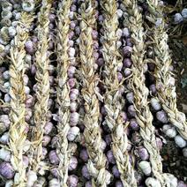 卖紫皮蒜栽子头的，产地东北