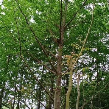 银杏树苗基地直供规格齐全量大优惠包成活