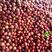 澳洲红李子樱桃李平头红宝石口感脆甜大量有货