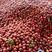 澳洲红李子樱桃李平头红宝石口感脆甜大量有货
