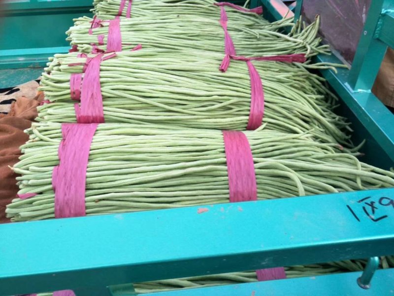 精品长豆角大量上市，常年供应各大超市、加工厂、各大市场…