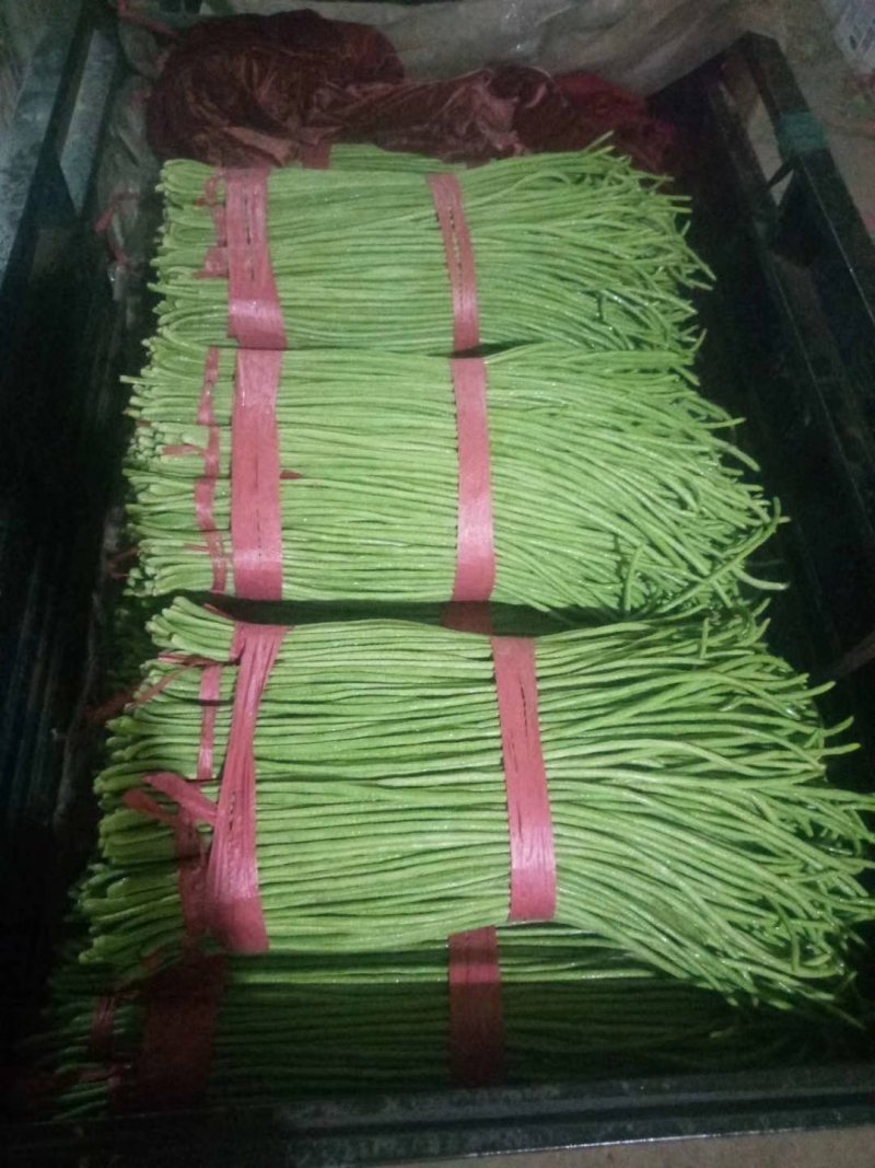 精品长豆角大量上市，常年供应各大超市、加工厂、各大市场…