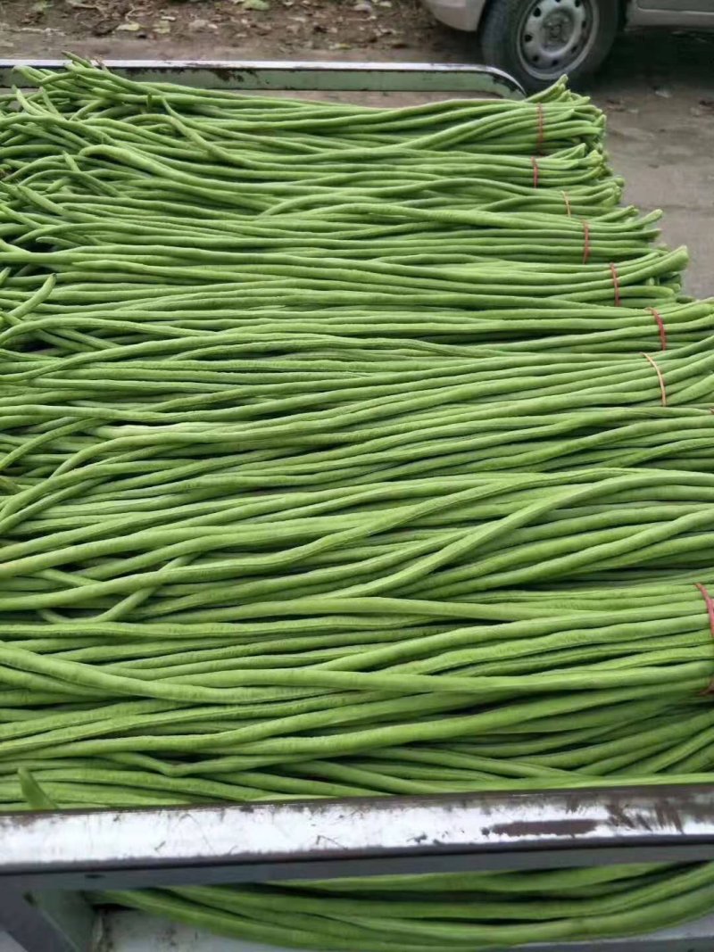 精品长豆角大量上市，常年供应各大超市、加工厂、各大市场…