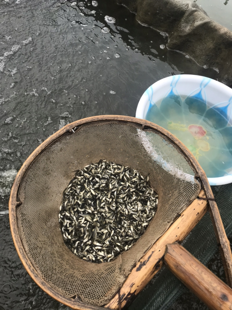 花鲢鱼苗，3厘米左右一尾