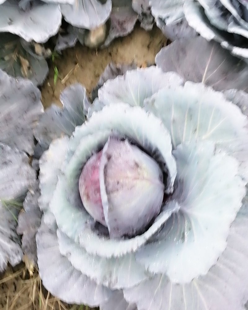 紫甘蓝