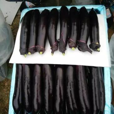 山东青州，大龙茄子种植基地，欢迎客商洽谈咨询，质优价廉