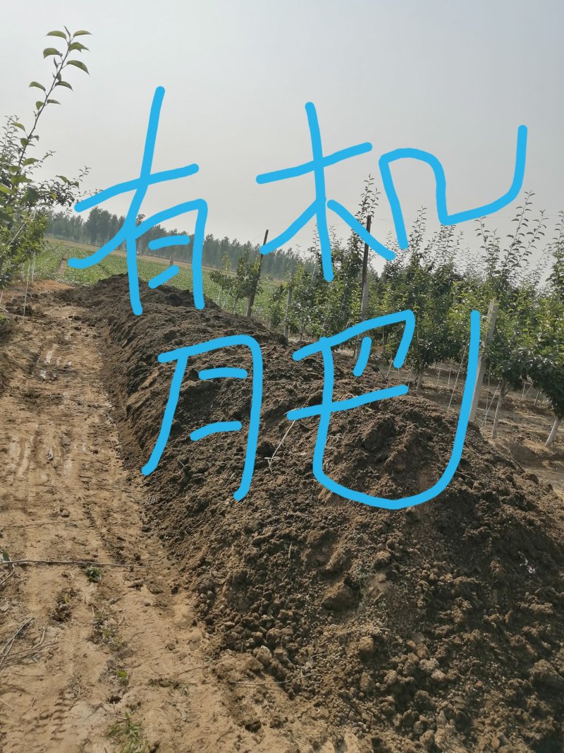 预售新梨七号七月二十号上市