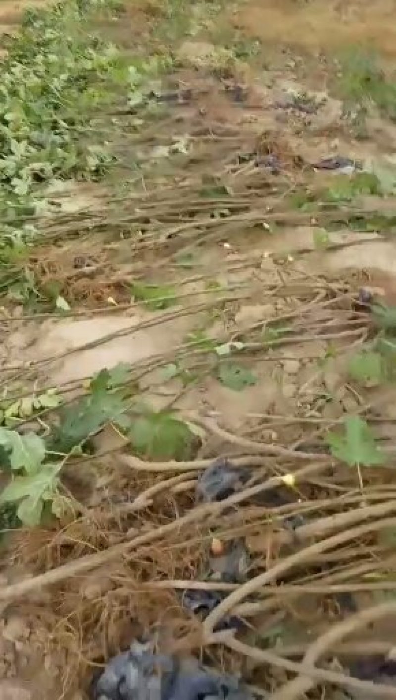 布兰瑞克无花果苗基地，质优价廉，物流方便，