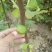 布兰瑞克无花果苗基地，质优价廉，物流方便，