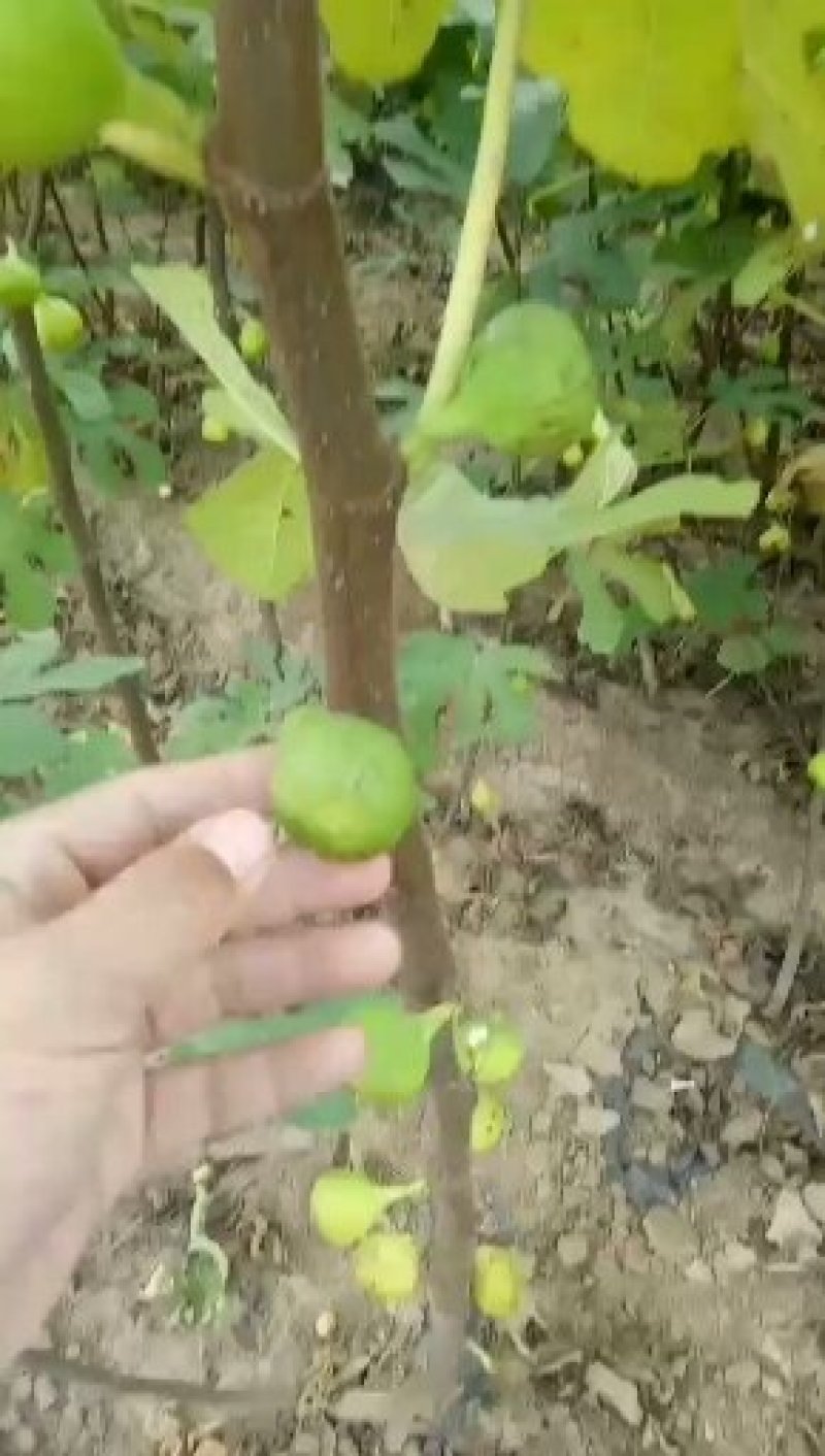 布兰瑞克无花果苗基地，质优价廉，物流方便，