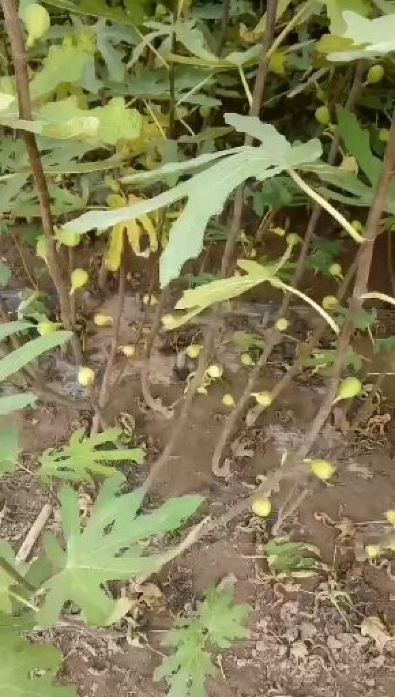 布兰瑞克无花果苗基地，质优价廉，物流方便，