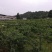 鲜藤椒/干藤椒
