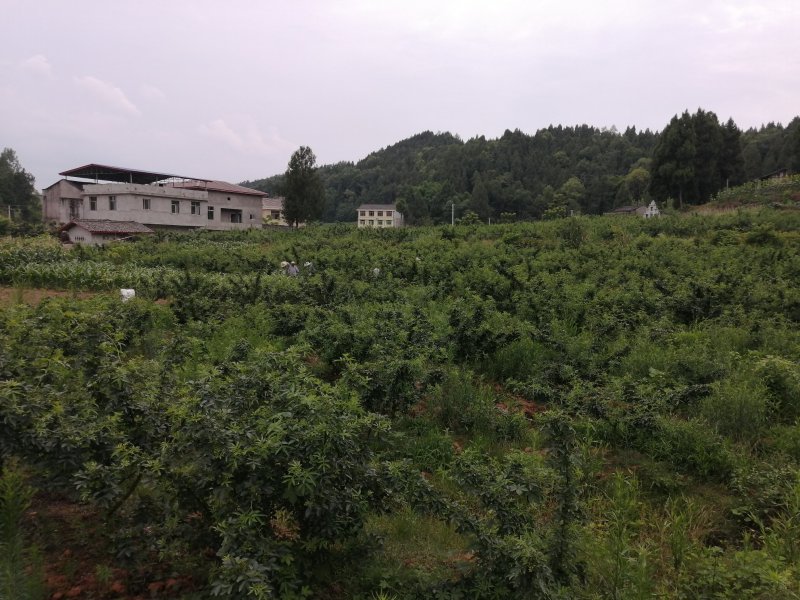 鲜藤椒/干藤椒