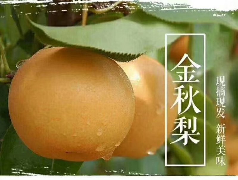 活水金秋梨大量上市，口感同脆冠一样