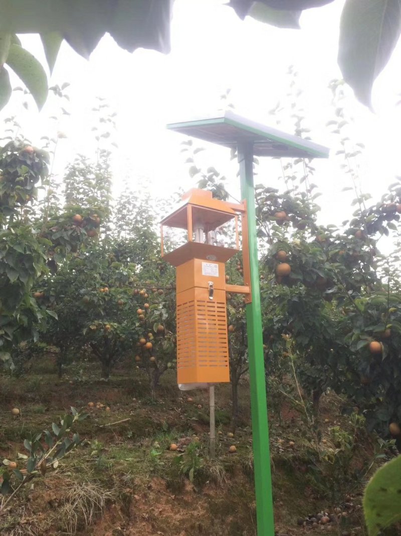 活水金秋梨大量上市，口感同脆冠一样