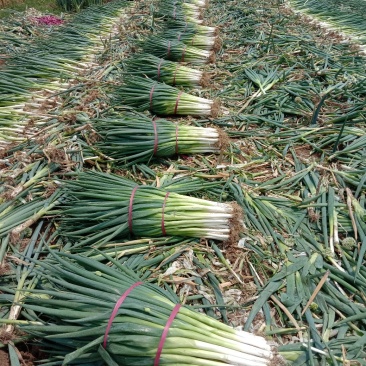 沟葱。大量上市
