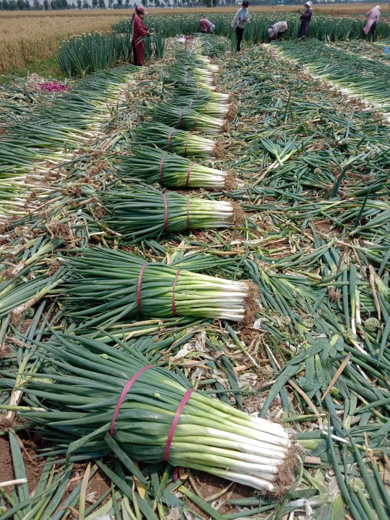 沟葱。大量上市