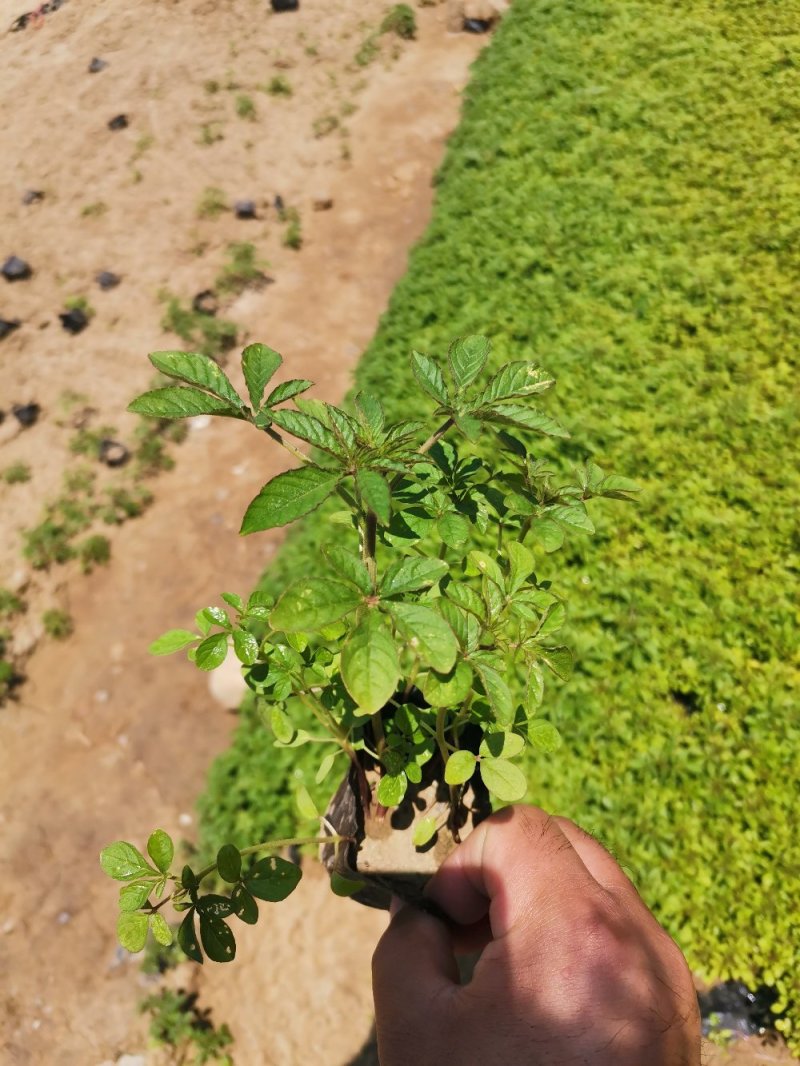 醉蝶花自家基地量大可优惠产地直销欢迎实地看货