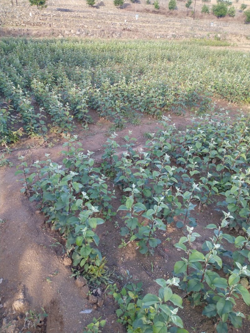 众成一号新品种富士3年乔化苹果苗