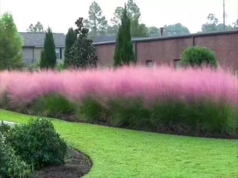 【牛商推荐】粉黛乱子草，粉黛花海，成活率高，包技术指导