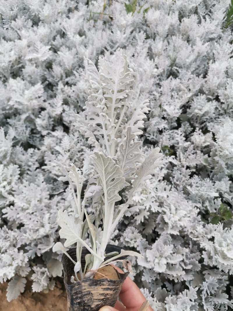 银叶菊雪叶菊自家基地量大优惠一手货源欢迎实地看货