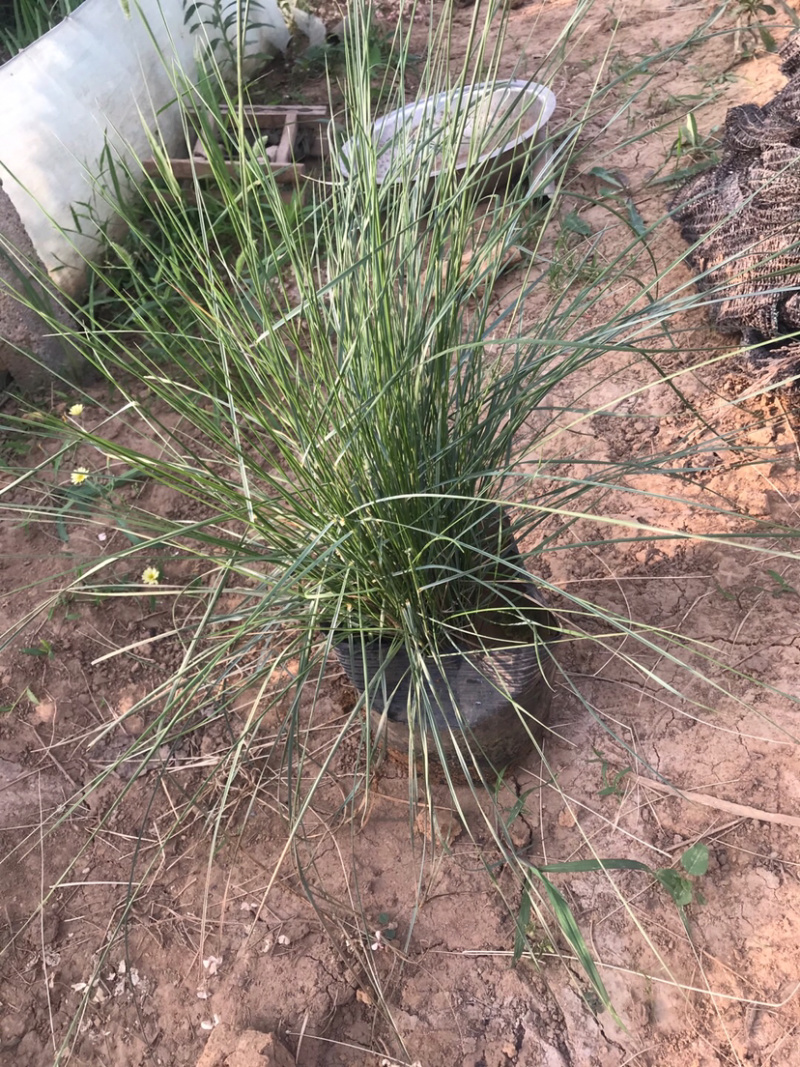 【牛商推荐】粉黛乱子草，粉黛花海，成活率高，包技术指导