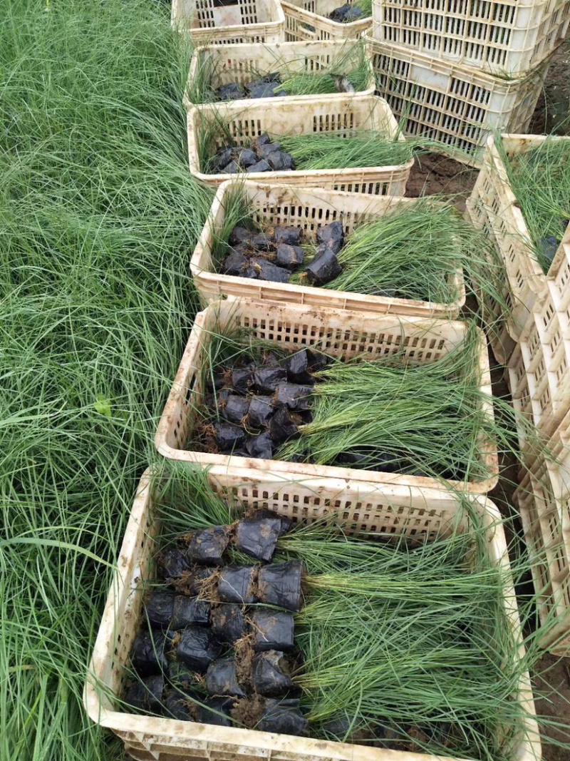 【牛商推荐】粉黛乱子草，粉黛花海，成活率高，包技术指导