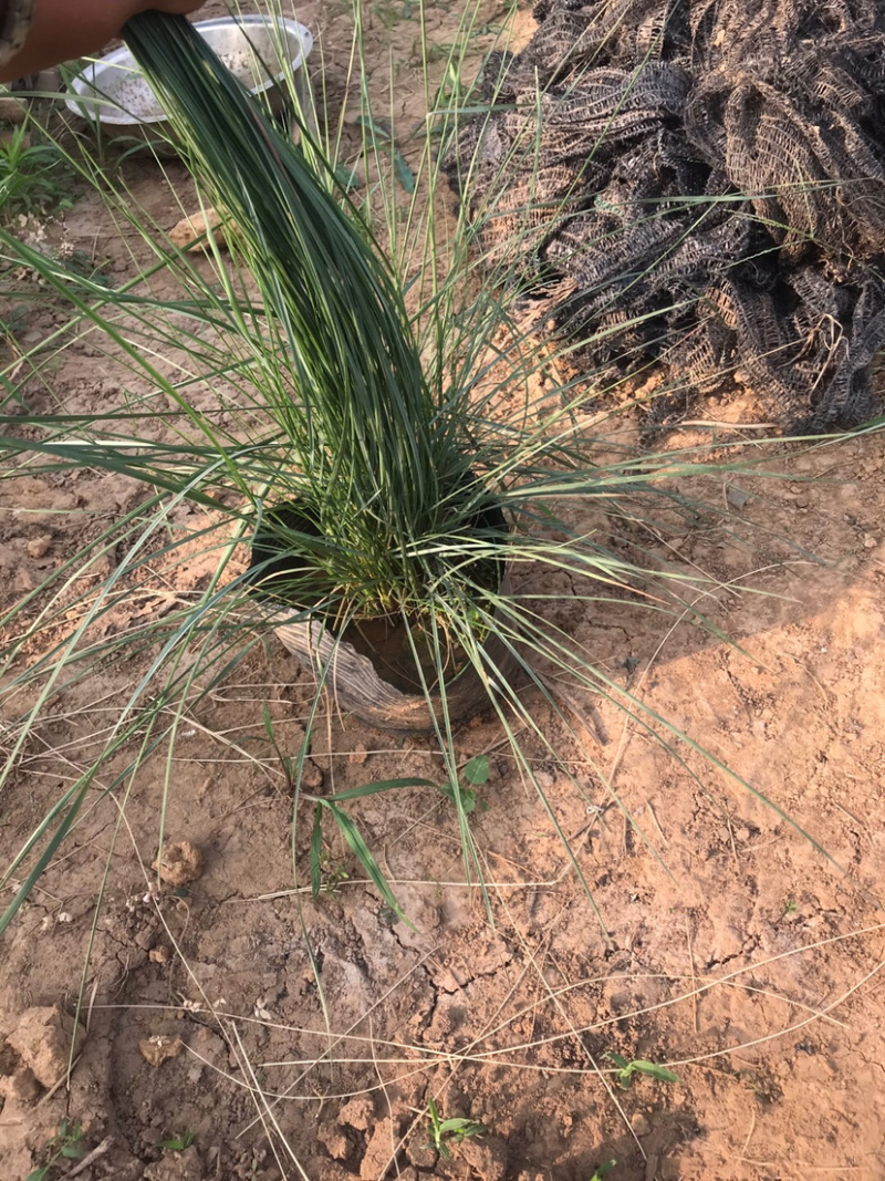 【牛商推荐】粉黛乱子草，粉黛花海，成活率高，包技术指导
