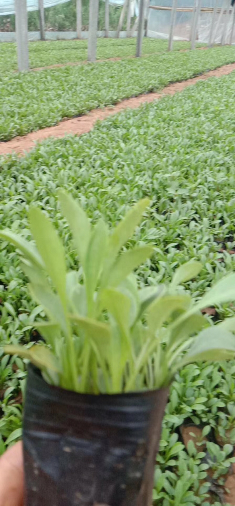 金鸡菊山东青州基地直销，金鸡菊大量供应苗